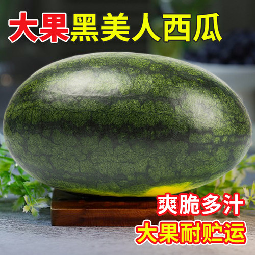 黑美人西瓜种子种籽苗麒麟黑皮嫁接秧南方种植孑子秧苗无籽苗秧 - 图0