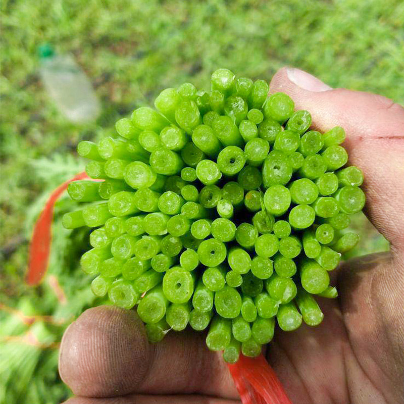 光杆茼蒿种子小叶秋后皇帝茼蒿菜种菊花籽种青菜蔬菜孑秋冬季种籽,淘宝优惠券,粉丝福利购,淘宝优惠卷
