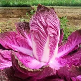 Семена фиолетовой капусты четыре сезона фиолетовые маленькие красные семена овощных семян бело -ла -лава -могила пурпурные нефриты посадка