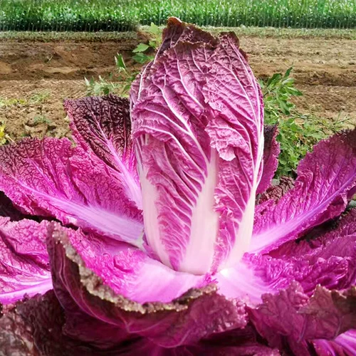 Семена фиолетовой капусты четыре сезона фиолетовые маленькие красные семена овощных семян бело -ла -лава -могила пурпурные нефриты посадка