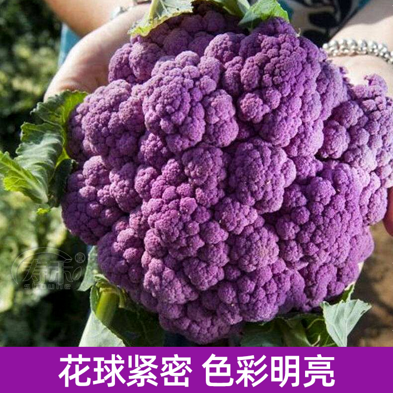 花椰菜种子苗宝塔菜秋后紫色花菜菜花西兰花种子种籽西蓝花孑籽种 - 图0