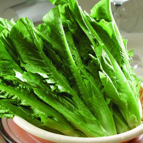 大棵型油麦菜种子香麦菜菜籽四季种籽蔬菜孑农家菜种菜苗籽种大全 - 图2