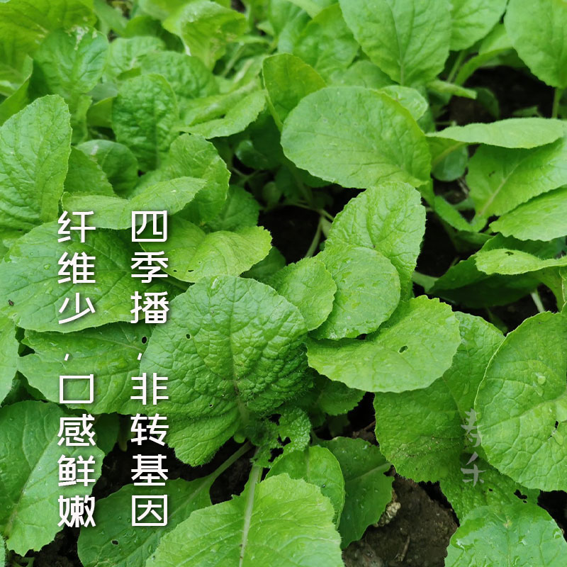 小白菜种子种籽夏季阳台种菜盆栽蔬菜芽苗菜四季青菜秋季孑菜子种-图0