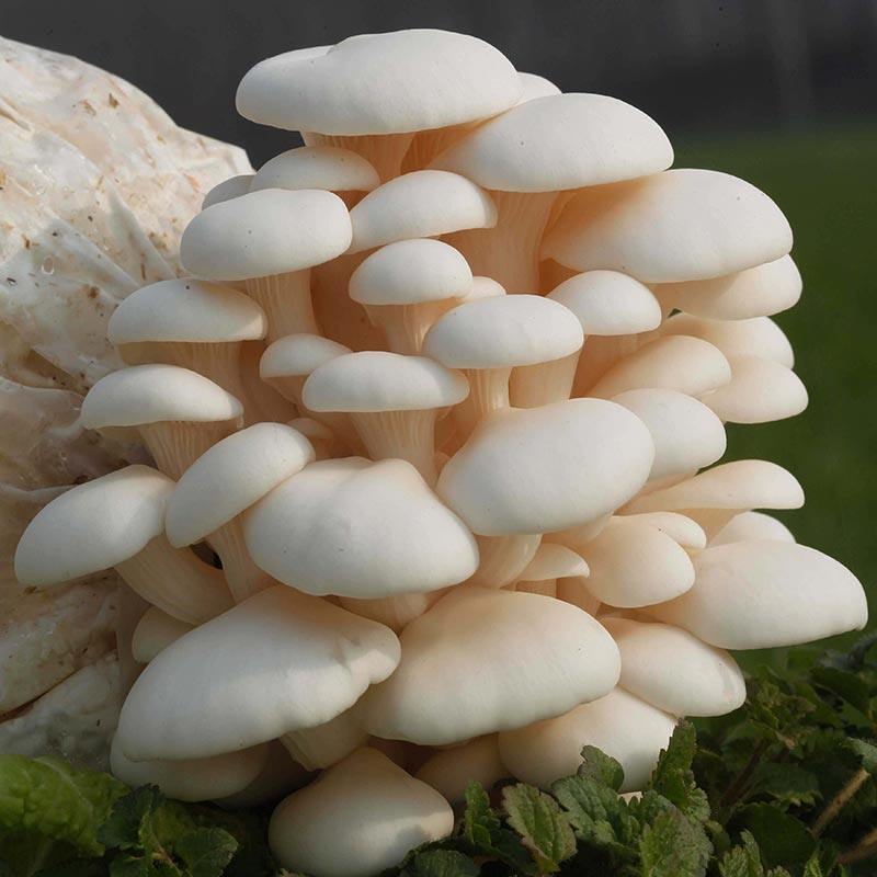 蘑菇种植包家种菌包平菇香菇灵芝磨菇种可食用自种金针菇,淘宝优惠券,粉丝福利购,淘宝优惠卷