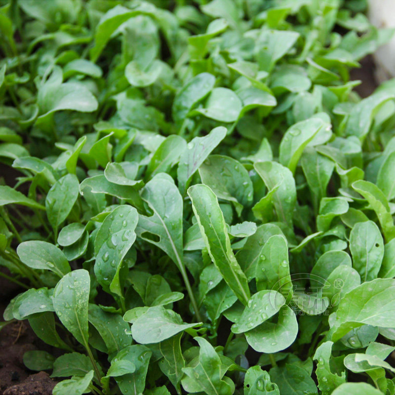 东北大叶臭菜种子四季蔬菜种籽春天种的菜籽盆栽蔬莱孑芝麻菜春季,淘宝优惠券,粉丝福利购,淘宝优惠卷