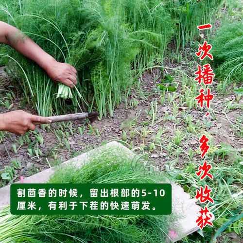 茴香种子种籽苗孑小茴香菜阳台带根四季菜种盆栽籽种蔬菜菜籽回香 - 图2