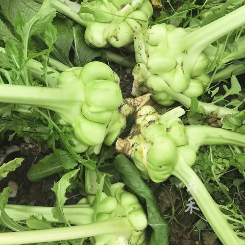 北方榨菜种子种籽四川特大光头菜芥菜四季蔬菜种籽孑芥菜种籽种 - 图3