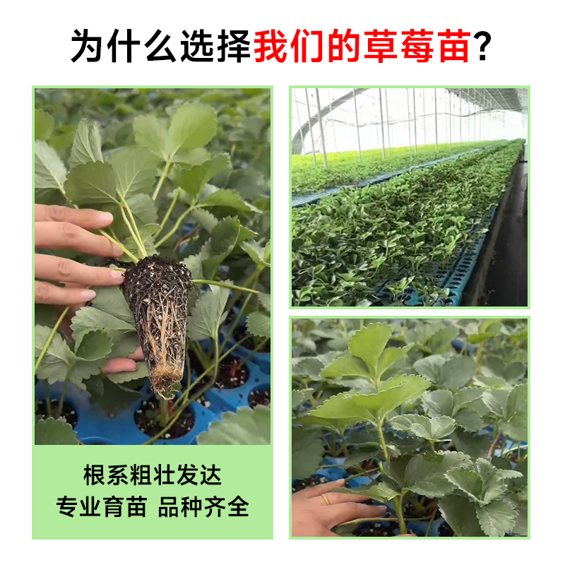 香蕉黑珍珠玄玉奶油草莓苗四季结果种植苗带土白食用苗种秧种苗 - 图0