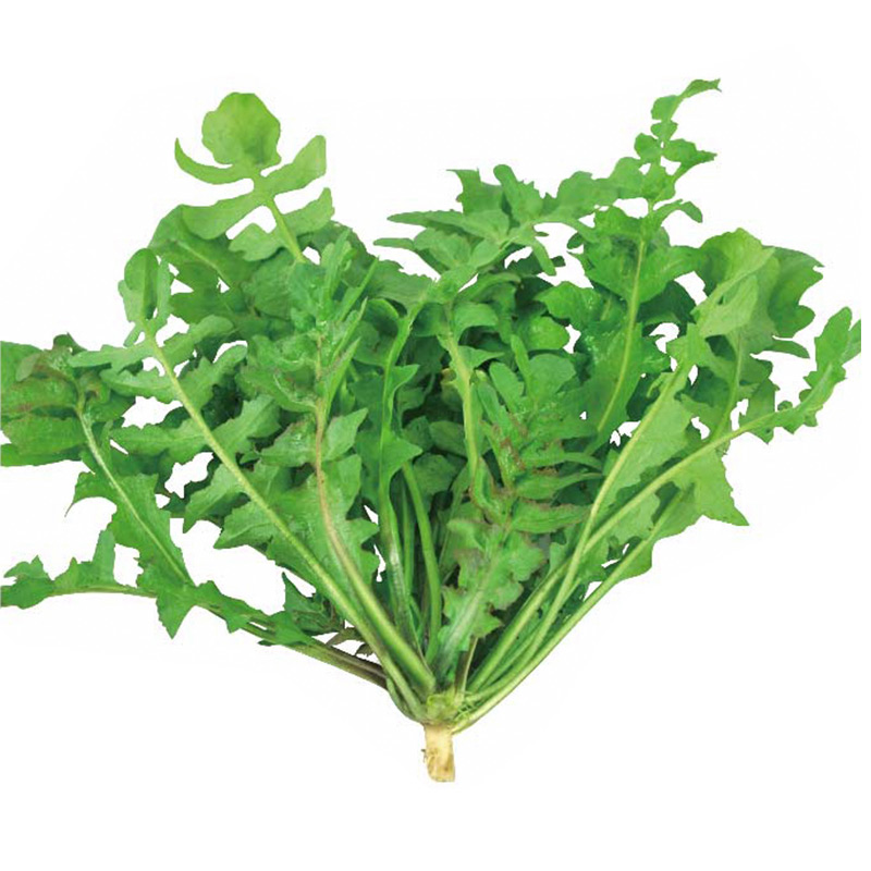 宝兰草大叶荠菜种子种籽孑蒲公英青菜菜籽荠荠菜荆芥菜苗大全 - 图3