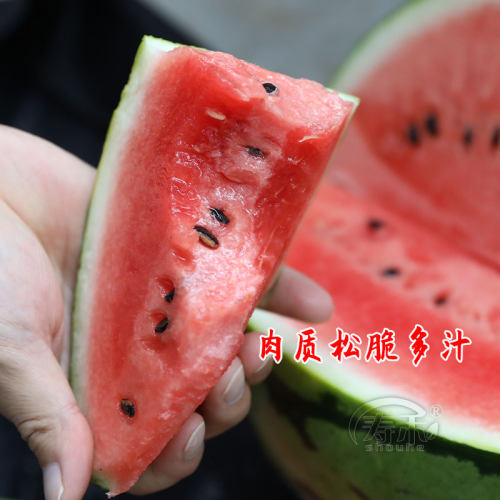 早佳8424高产西瓜种子种籽苗美都冰糖麒麟瓜南方秧苗盆栽秧孑嫁接 - 图2