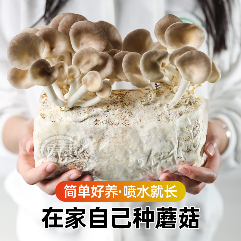 家庭蘑菇菌包菌菇种植包平菇香菇灵芝磨菇种金针菇可食用家种,淘宝优惠券,粉丝福利购,淘宝优惠卷