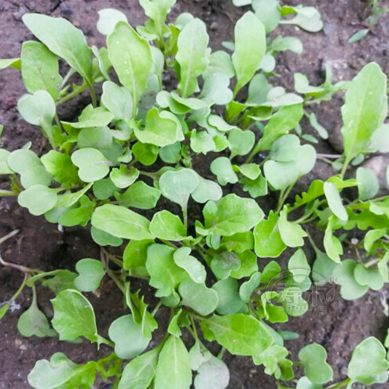 东北大叶臭菜种子四季蔬菜种籽春天种的菜籽盆栽蔬莱孑芝麻菜春季,淘宝优惠券,粉丝福利购,淘宝优惠卷