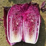 Семена фиолетовой капусты четыре сезона фиолетовые маленькие красные семена овощных семян бело -ла -лава -могила пурпурные нефриты посадка