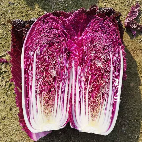 Семена фиолетовой капусты четыре сезона фиолетовые маленькие красные семена овощных семян бело -ла -лава -могила пурпурные нефриты посадка