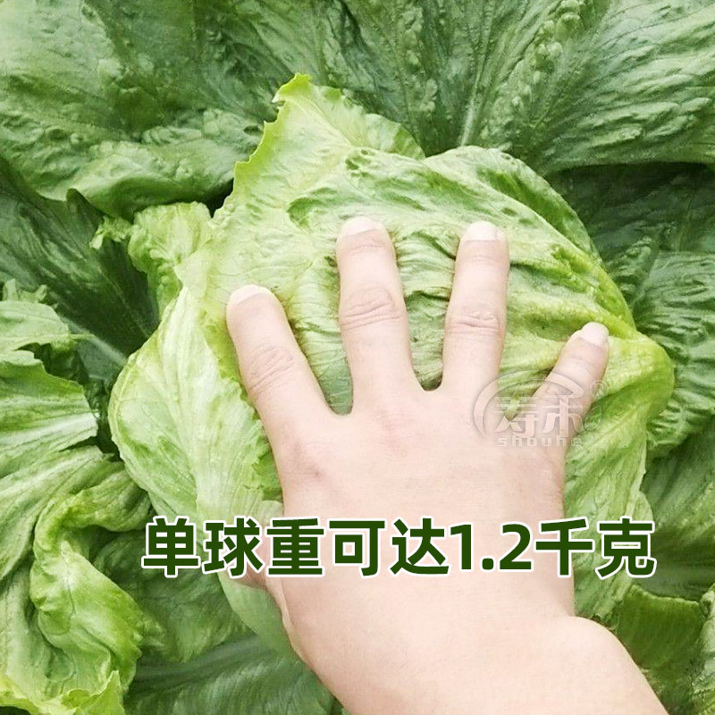 结球生菜种子球生菜种籽包心球形冬季四季盆栽球种蔬菜菜籽孑籽种 - 图1