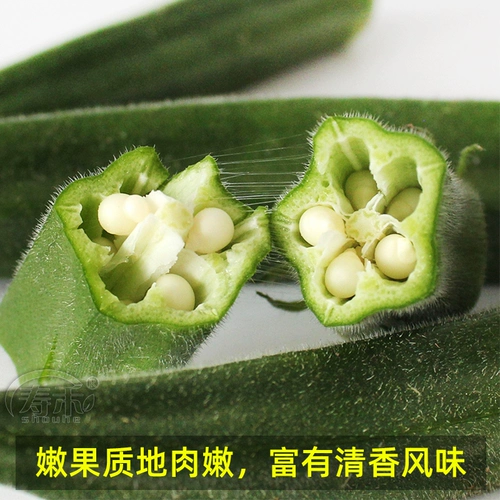 Саженцы овощей в четырех сезонах горшечной фруктовой бамии