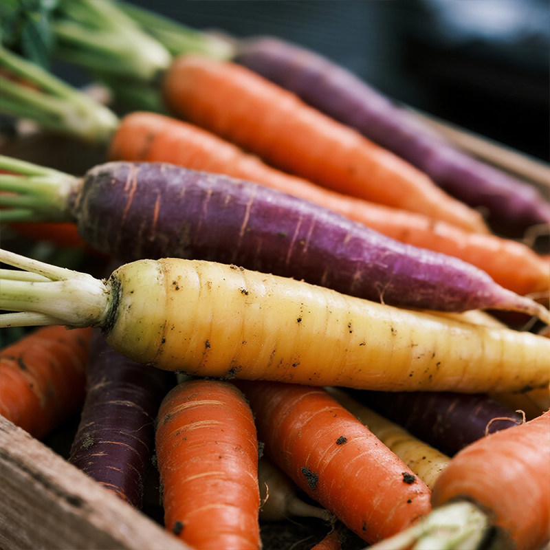 五彩胡萝卜种子种籽彩色水果萝卜四季籽种蔬菜孑菜籽彩虹胡罗卜,淘宝优惠券,粉丝福利购,淘宝优惠卷