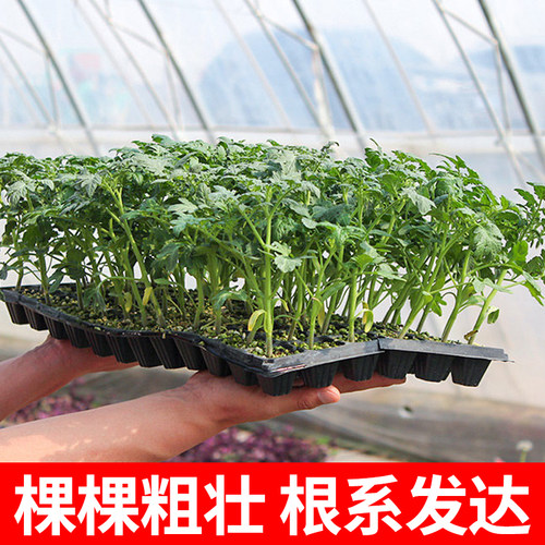 蓝莓黑番茄种子苗紫黑色小西红柿西黑柿秧蔬菜种籽圣女果孑果苗 - 图2