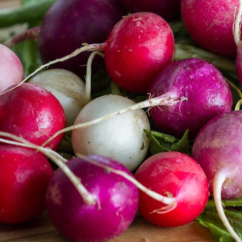 五彩樱桃萝卜种子菜籽阳台四季盆栽春季播秋季萝卜蔬菜种籽孑小红,淘宝优惠券,粉丝福利购,淘宝优惠卷