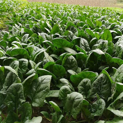 四季红根菠菜种子秋冬秋后籽儿冬季蔬菜种籽籽种波菜孑波莱秋冬季 - 图1