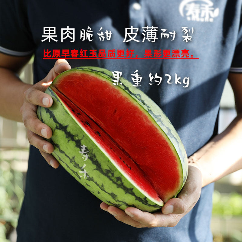 早春红玉小西瓜种子种籽孑嫁接苗高产2k南方四季苗秧盆栽种植秧苗,淘宝优惠券,粉丝福利购,淘宝优惠卷