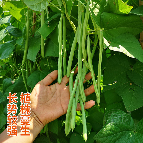 宁芸嫩玉小金豆种子高产菜种青扁豆种籽四季豆蔬菜苗豆种豆角籽种 - 图2