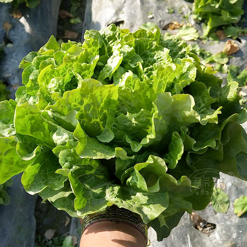 罗马耐抽苔生菜王种子种籽意大利秋冬季菜四季籽种盆栽蔬菜孑菜籽 - 图1