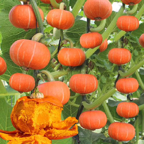 香芋小南瓜种子苗秧高产香甜贝贝秧苗板栗蜜本蔬菜种籽孑子种大全 - 图2