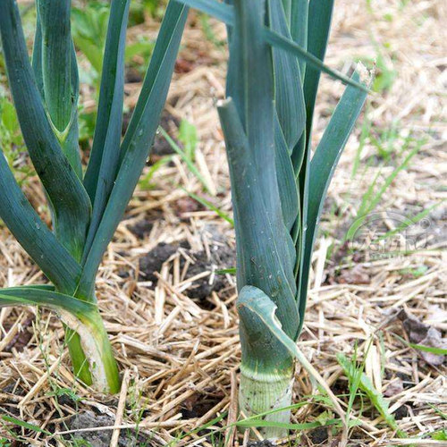 蒜苗韭葱种子种籽孑青蒜洋蒜苗洋大蒜 四季籽种高产菜籽蔬菜菜蒜 - 图2