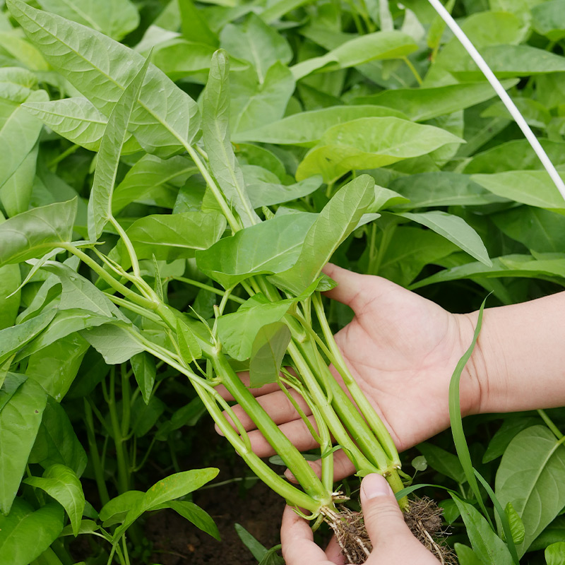 竹叶空心菜种子种籽苗四季菜苗带根柳叶蔬菜菜籽水孑大叶青菜菜种 - 图1