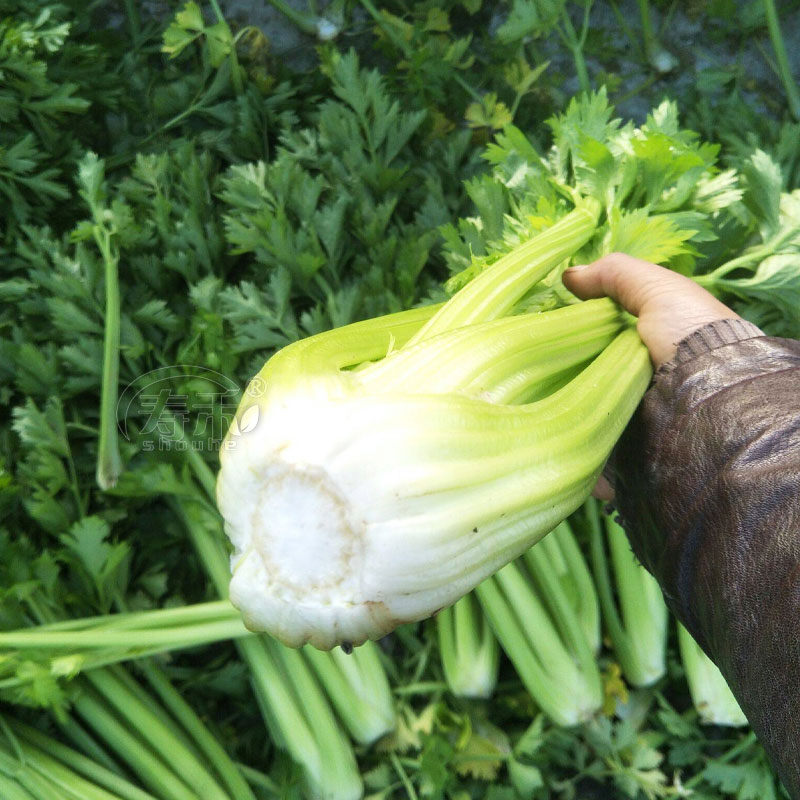 中蔬靓翠西芹芹菜种子大芹菜小芹菜种籽香芹籽种蔬菜菜籽种孑