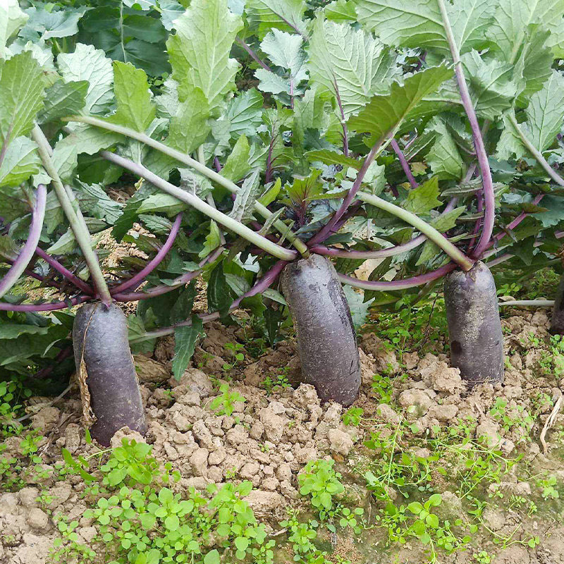 冰激凌水果萝卜种子种籽紫皮冰淇淋水果罗卜籽种菜种红蔬菜孑子,淘宝优惠券,粉丝福利购,淘宝优惠卷