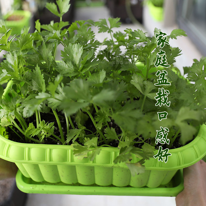 四季小香芹种子种籽苗秧香芹菜蔬菜菜种籽种白孑秧苗苗子根苗菜苗 - 图2