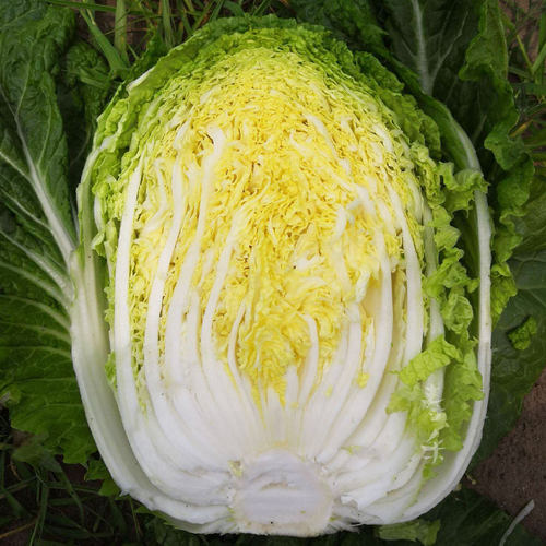 山东黄心秋大白菜种子种籽孑菜种四季秋季冬季籽种蔬菜老品种大全 - 图0