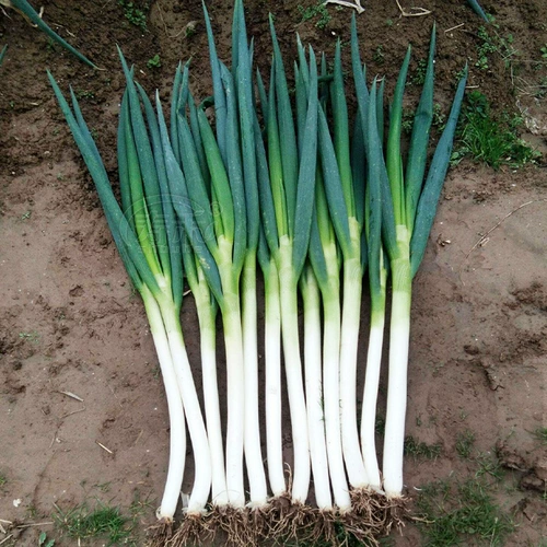 Семена зеленого лука Shandong Zhangqiu Железные стержни семена лука с высоким уровнем теплостойки для теплостойкого лука