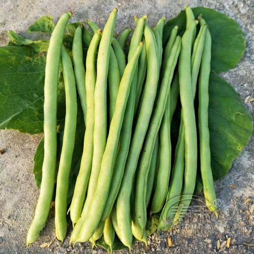 宁芸嫩玉小金豆种子高产菜种青扁豆种籽四季豆蔬菜苗豆种豆角籽种 - 图0