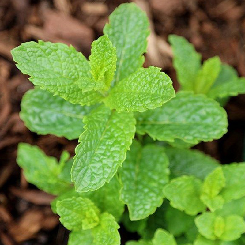 盆栽猫薄荷种子苗可食用幼苗猫草留兰香柠檬种植四季草种孑子种 - 图2