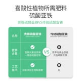 Серо серная серная цветочный жир цветочный цветок для жира сада цветет жир рододендрон Osmanthus antiellow Leav