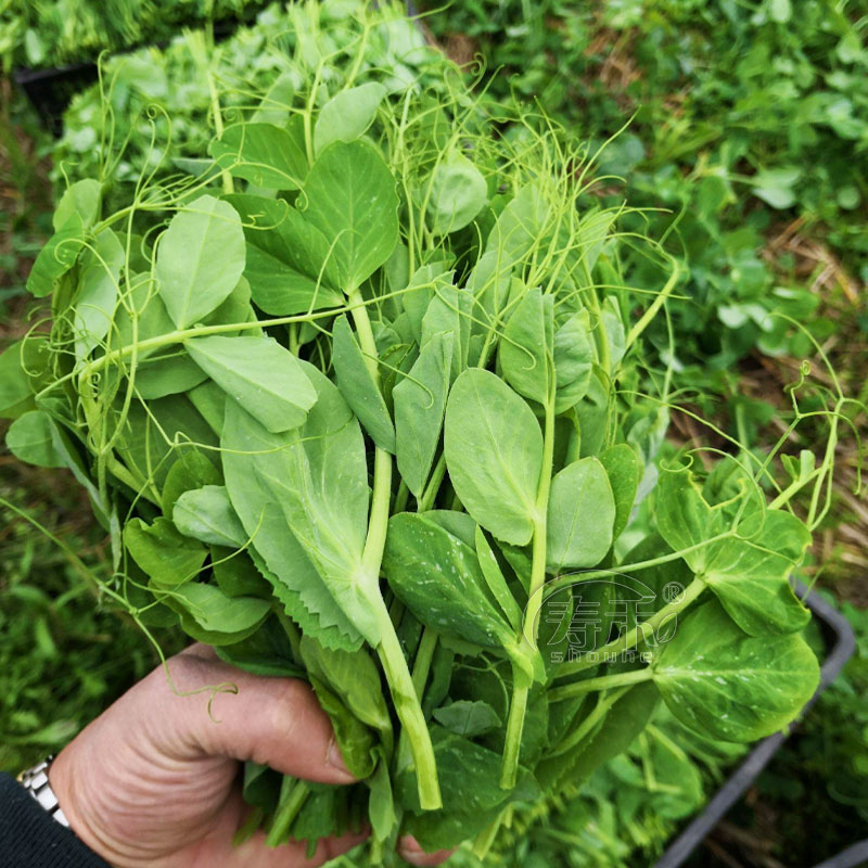 无须豌豆苗种子豌豆种籽尖芽苗菜摘孑豌豆种子的碗豆种种植盆苗种 - 图2