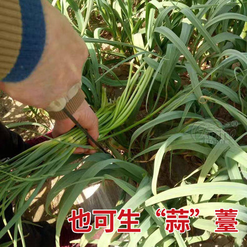蒜苗韭葱种子种籽孑青蒜洋蒜苗洋大蒜 四季籽种高产菜籽蔬菜菜蒜 - 图0