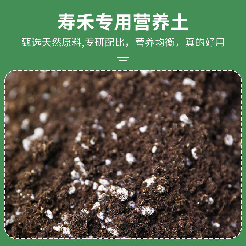 香菜种子籽种种植套装四季阳台盆栽蔬菜生菜小葱豌豆尖韭菜疏菜葱,淘宝优惠券,粉丝福利购,淘宝优惠卷