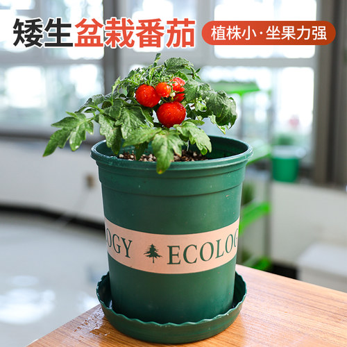 矮生盆栽番茄种子阳台种植四季小西红柿种籽苗樱桃圣女果苗秧大全 - 图0