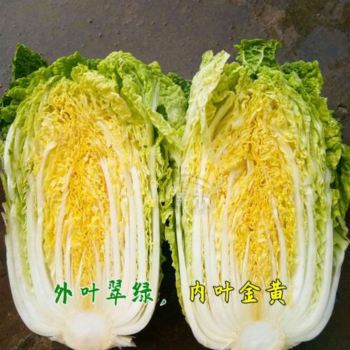 韩国金宝黄娃娃菜种子种籽 冬季菜种耐热高产黄心蔬菜孑菜籽小 - 图0
