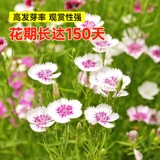 Красочные камни -бамбуковые семена, сеящие четыре сезона легких -рост в крыдян