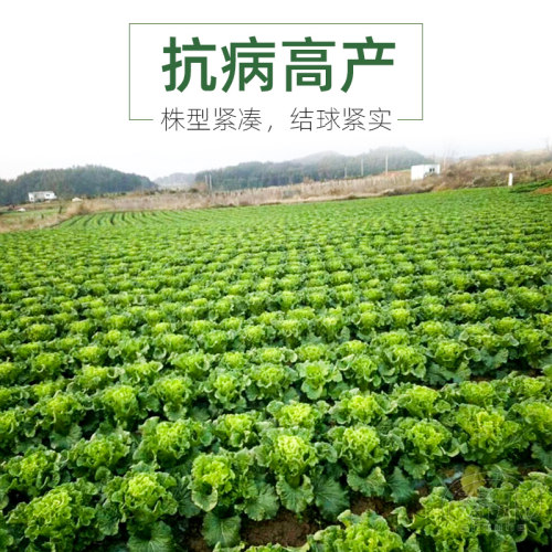 天津绿青口大白菜种子种籽青麻叶秋天高产秋季菜籽四季冬季蔬菜孑 - 图1