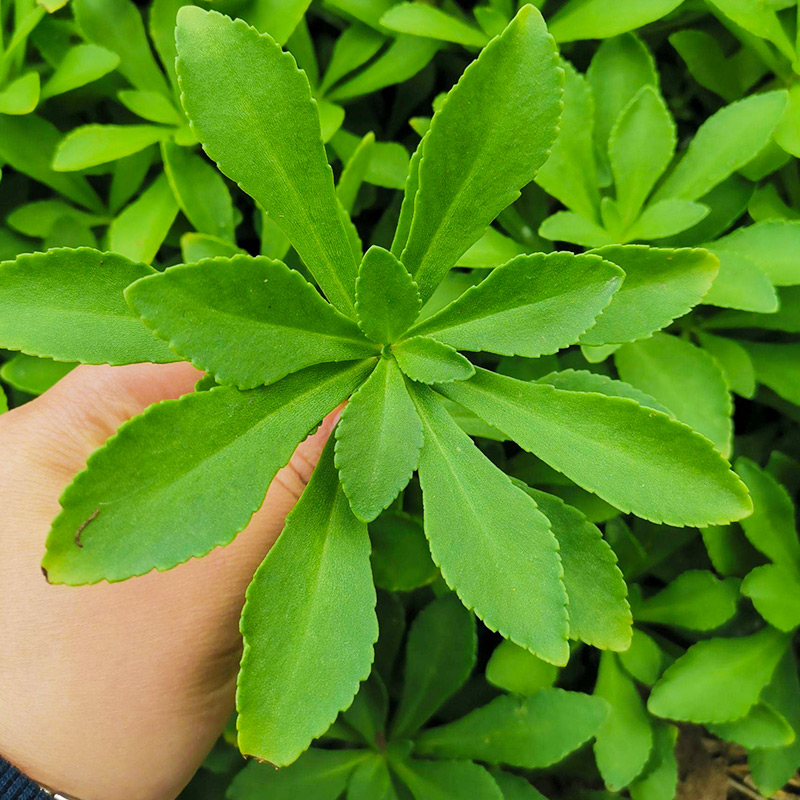 养心菜种子种籽救心菜蔬菜苗四季种苗盆栽孑菜苗高钙根苗苗子菜籽 - 图2