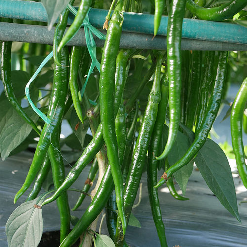 线椒种子苗辣椒种籽秧苗秧春季蔬菜孑籽种南方种湖南二荆条菜苗线 - 图0