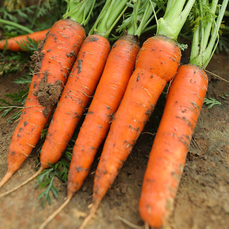 老品种胡萝卜种子种籽红水果萝卜籽种蔬菜孑子农家罗卜胡罗卜大全,淘宝优惠券,粉丝福利购,淘宝优惠卷