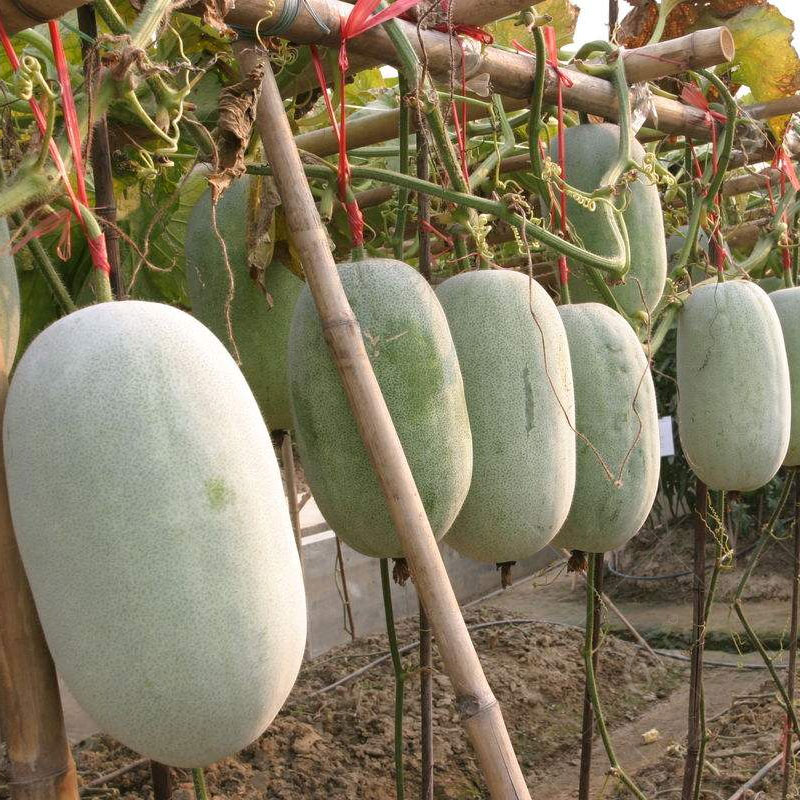 特大粉皮冬瓜种子种籽苗阳台四季 东瓜巨型蔬菜孑盆栽大菜苗秧秧苗
