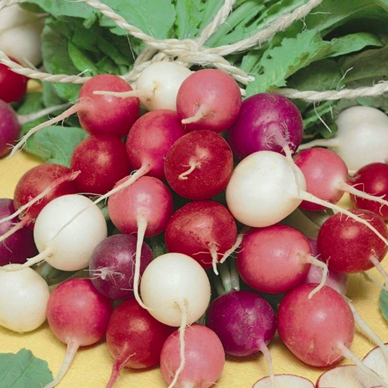 五彩樱桃萝卜种子菜籽阳台四季盆栽春季播秋季萝卜蔬菜种籽孑小红,淘宝优惠券,粉丝福利购,淘宝优惠卷